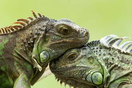 Playmates